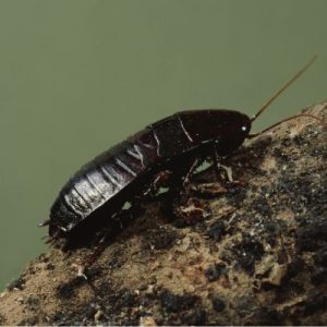Identification Blatte Orientale