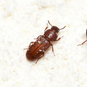 Identification Tribolium Brun de la Farine