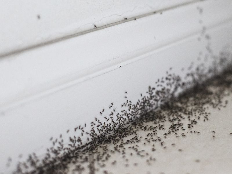 Traitement Fourmis Maison