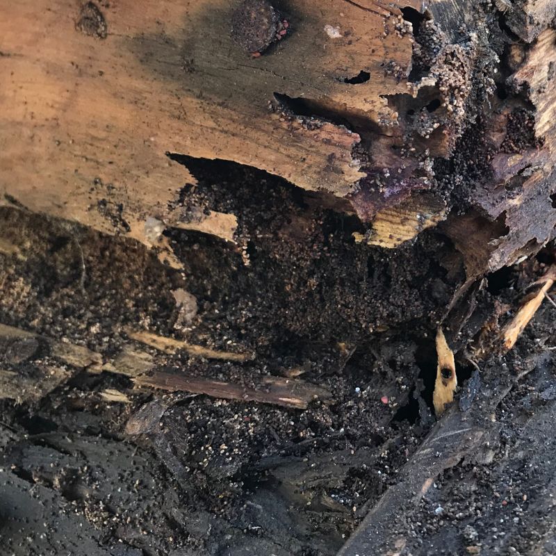 Dommage fait au bois par des fourmis charpentières
