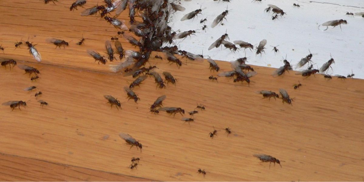 Nid de Fourmis Charpentière dans maison