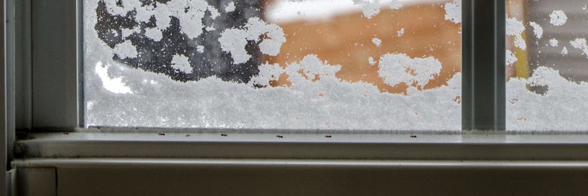 Fourmis près de la fenêtre en hiver
